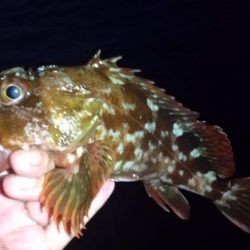 ロックフィッシュ狙いでキジハタ・タケノコメバル