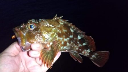 ロックフィッシュ狙いでキジハタ・タケノコメバル