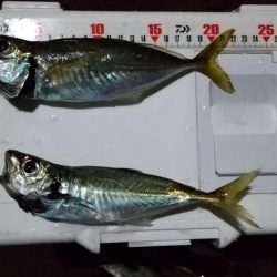 ジグ単アジング