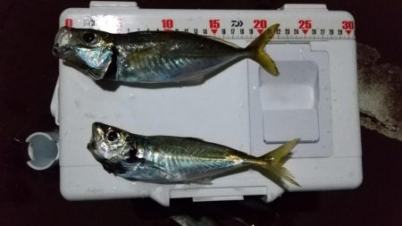 ジグ単アジング