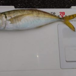 朝マズメアジング