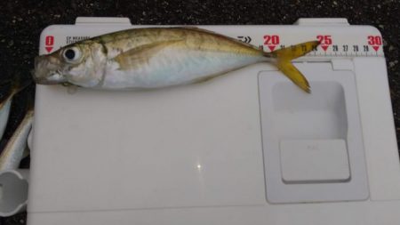 朝マズメアジング