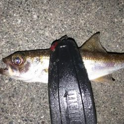 夜光虫まみれのアジング