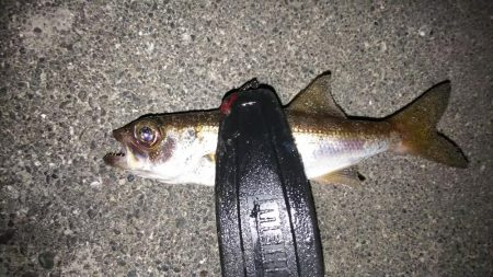 夜光虫まみれのアジング