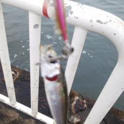 海の状況一変せず、安定のサバ