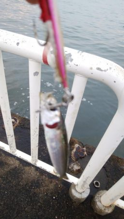 海の状況一変せず、安定のサバ