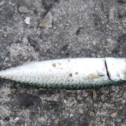 サバばっかり・・・