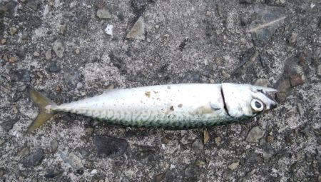 サバばっかり・・・