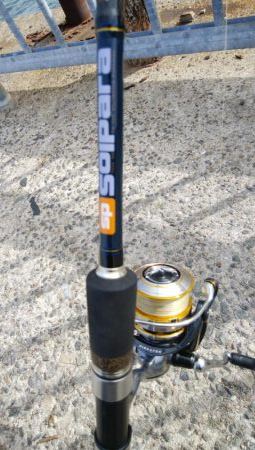 今年はサバしかいてない