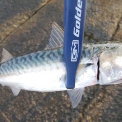 ライトショアジギングで久々の大物!?