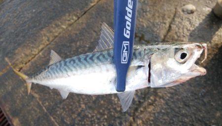 ライトショアジギングで久々の大物!?