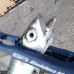 今日はアジを食す為にアジング