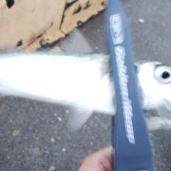 連休3日目雨天強行釣行そして今日も・・・