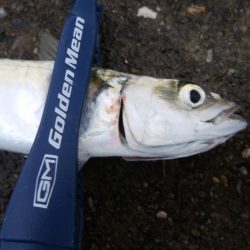 連休最終日も3目で終了