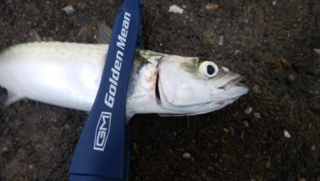 連休最終日も３目で終了