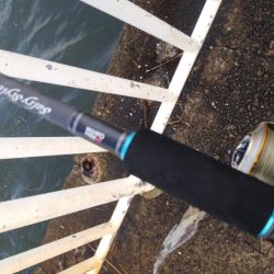 ライトショアジギングで釣れるのは・・・