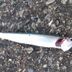 ライトショアジギングやっぱり・・・