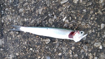 ライトショアジギングやっぱり・・・