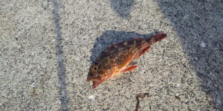 シロギス狙いで。。。