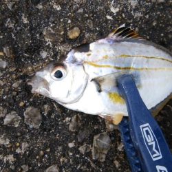 やっぱりサバ多し！