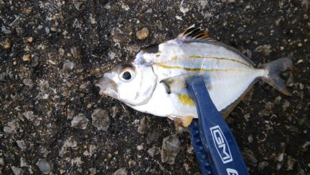 やっぱりサバ多し！