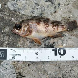 投げ釣りでも単発……