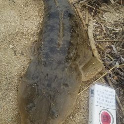 マゴチ64センチ