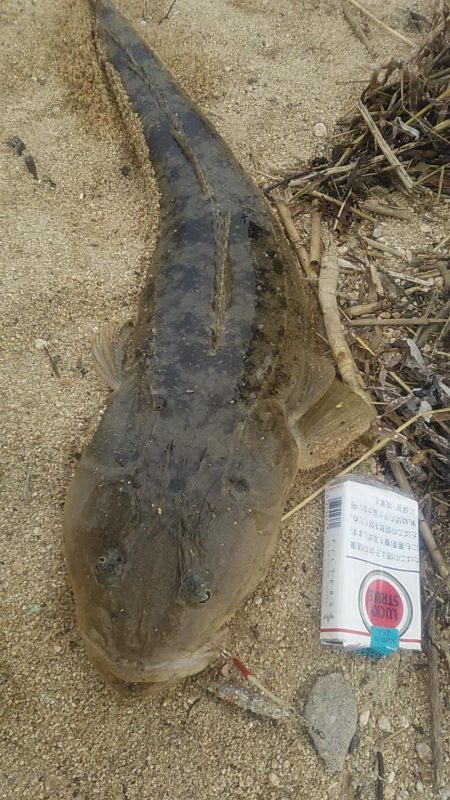 マゴチ64センチ