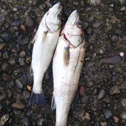 シーバスフィッシング