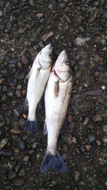 シーバスフィッシング