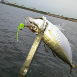 アジ釣り