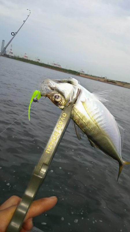 アジ釣り