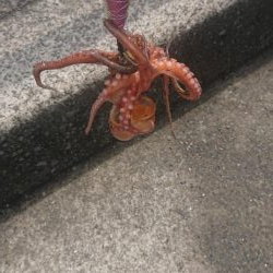 雨の合間のタコ