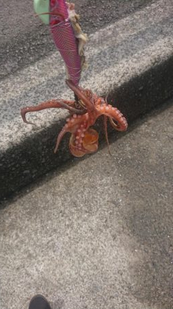 雨の合間のタコ