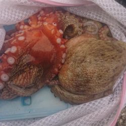 雨後、タコいまいち