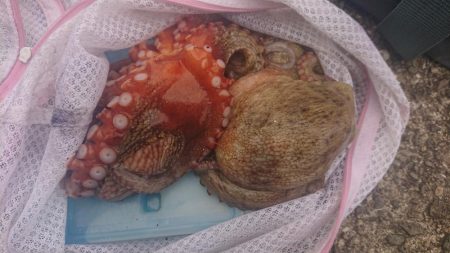 雨後、タコいまいち