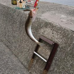 今シーズン初ツバス