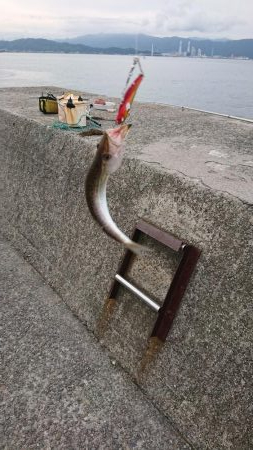 今シーズン初ツバス