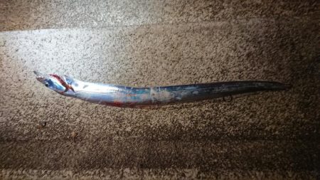 今年初タチウオ