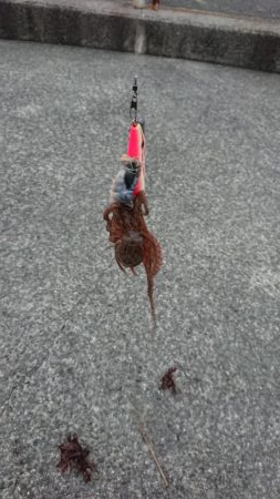 タコ釣れるけど小さい