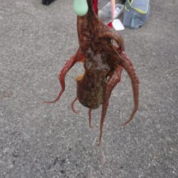 タコ釣れるけど暑い