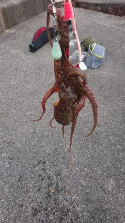 タコ釣れるけど暑い