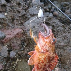 ロックフィッシュ