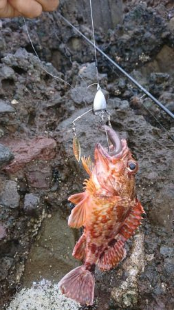 ロックフィッシュ