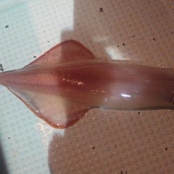 ケンサキイカを求めて