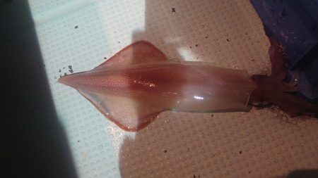 ケンサキイカを求めて