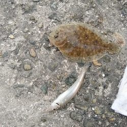 播磨新島キス調査