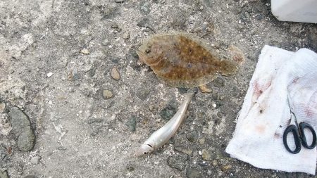 播磨新島キス調査