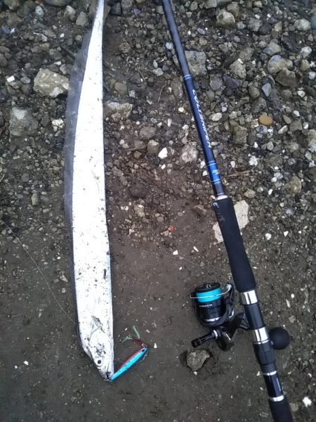 青物狙いでしたが……