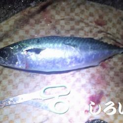 今年、大サバ狙い6回目。